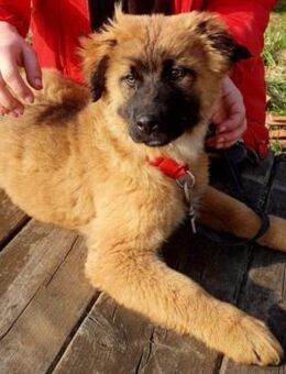 HUGO - verspielt, lebensfroh - Linden (Hessen)