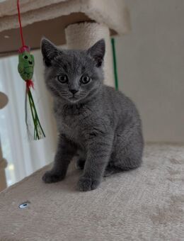 Unser zuckersüße und reinrassige Britisch Kurzhaar Kitten suchen ein neues und liebevolles Zuhause! Abholbereit ! - Gummersbach