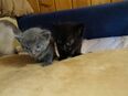 Blauäugig Siam - Felix Mix Kitten Sonderwurf in 84130