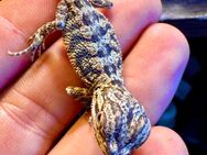 Bartagame Jungtiere zur Abgabe - Kerpen (Kolpingstadt)