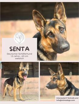 Senta: Junge Deutsche Schäferhündin - Brühl (Nordrhein-Westfalen)