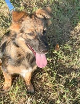 Kylian 💙💙💙 ist ein bildhübscher Bub - Herxheim (Landau)