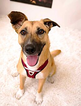 Hallo Welt,ich bin Iskierka✨ - Nettetal