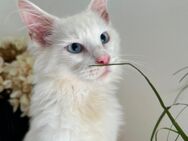 Tolles weisses Maine Coon Kitten mit blauen Augen - Ratekau