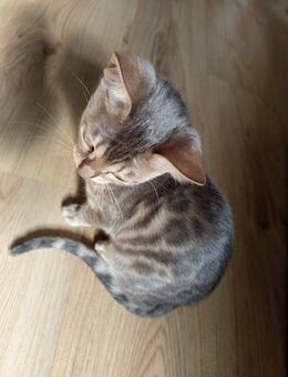 Bengal kitte blue bengalin - Velbert