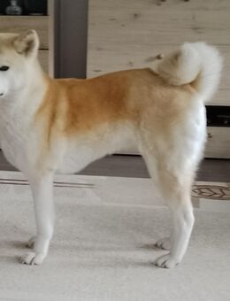 Akita Inu Hündin abzugeben !!! - Radevormwald (Stadt auf der Höhe) Zentrum