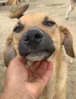 Aiko sucht sein Glück - Celle