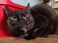 Momo aus dem Tierschutz - Grevenbroich