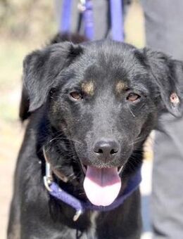 Jiminy (39 cm) ist süß, neugierig + lieb - Karben