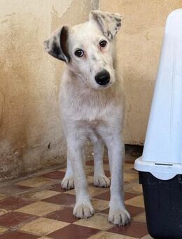 Foxterrier Mix, Rüde, 2 Jahre - Kappeln (Schleswig-Holstein)