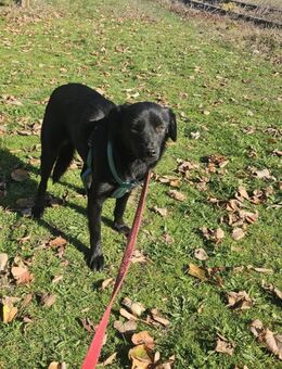 Samira auf Körbchensuche - Greiz