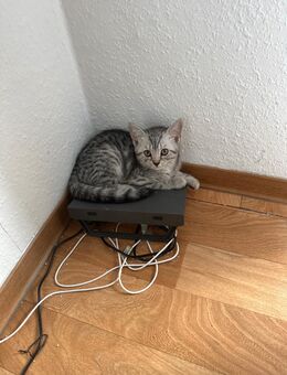 BKH-Katerchen sucht ein liebevolles Zuhause - Gladbeck