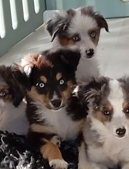 Toy/ Miniature Australian Shepherd Welpen - Wismar