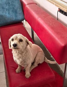 LILLY - kleines Körbchen gesucht - Lauffen (Neckar)