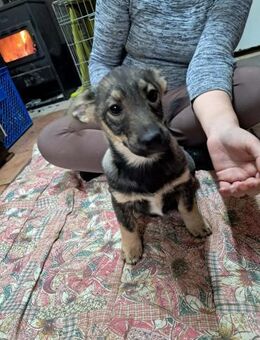 🩵Caramelo🩵 sucht seine Menschen 🐾💙🐾 - Freilassing