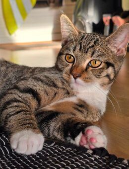 Kleine Katze abzugeben - Suthfeld