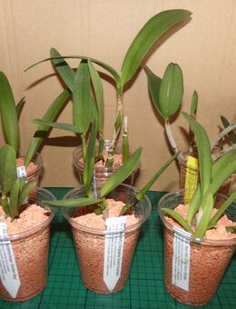 Diverse Cattleya-Orchideen wegen Platzmangel zu verkaufen - Bielefeld