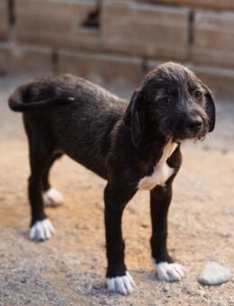 Olivia 💗 junges, lebensfrohes Hundemädl - Hamburg