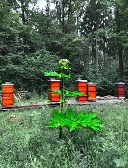 Samen Riesenbärenklau Herkulesstaude Heracleum Giganteum - Stuttgart