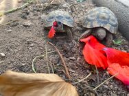 Griechische Landschildkröten THB zu verkaufen - Büchenbach
