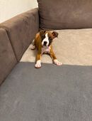 Reinrassige Boxer Welpen in 58097