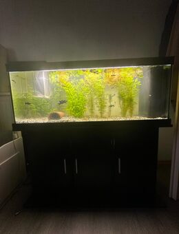 Aquarium mit unterschrank und zubehör,fische - Alzenau
