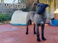 Ein Leben ohne Angst für Melanie🩷 - Essingen (Rheinland-Pfalz)