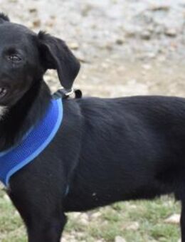 Leo - voller Hoffnung und Energie - Eixen