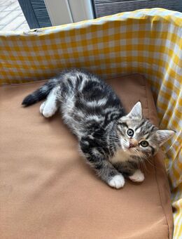 Britisch Kurzhaar - Köln