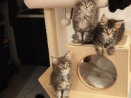 Wunderschöne Maine Coon Kitten - Mühlheim (Main)