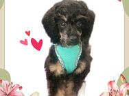 Zwergpudel black and tan - Schlieben
