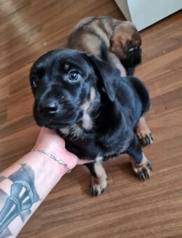 Labrador Mix Welpe abzugeben - Hillesheim (Landkreis Mainz-Bingen)
