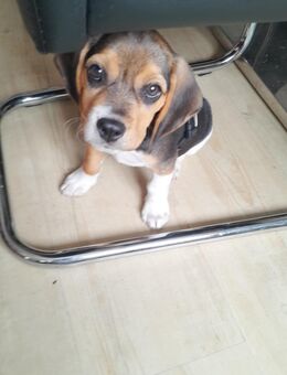 Beagle-Welpe zu verkaufen - Saarbrücken Zentrum