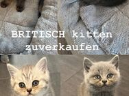 Britische Kitten zuverkaufen - Diepholz