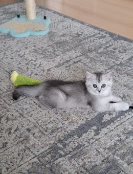 Abgabereit. BKH. Kitten mit blauen Augen. Reinrassige Kitten. - Gerlingen