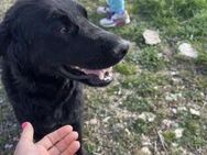 Arnie Ein treuer Freund wartet auf sei - Rostock