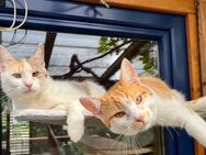 Polly und Cody suchen ihr Zuhause mit Freigang # Tierschutz - Neumarkt (Oberpfalz)