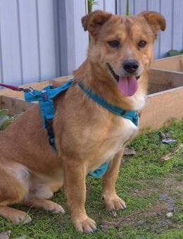 Ayko - fröhlich verschmustes Kerlchen - Velbert