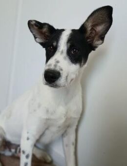 ☯️ Welpe Yang sucht sein Glück 🐾💙 - Eislingen (Fils)