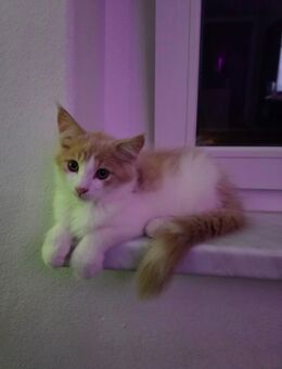 Maine coon Jungs - Olbernhau