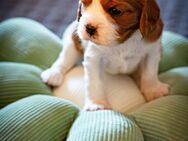 Cavalier King Charles - Bad Griesbach (Rottal)
