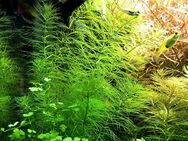Guyana Tausendblatt, Aquarienpflanze, Versand/ Abholung - Mechernich