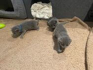 Reinrassige Nebelung Kitten mit Stammbaum aus seriöser Zucht - Ingolstadt