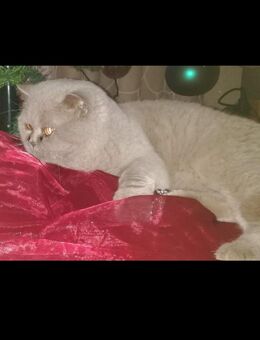 Reinrassige BKH und BLH KITTEN - Lingen (Ems)