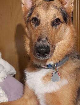 Collie Schäferhund Mix - Hannover