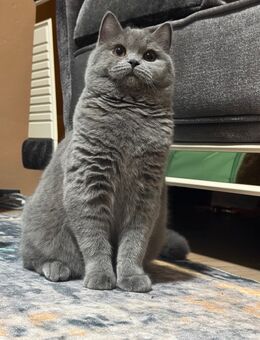 Britisch Kurzhaar Kater (BKH) zu verkaufeN - Essen Zentrum