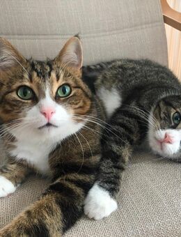 Süße Katzengeschwister suchen ein neues liebevolles Zuhause VB - Bernau (Berlin)
