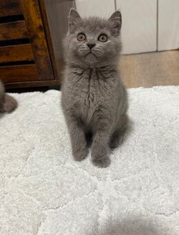 BKH Katerchen sucht sein neues Zuhause - Düren