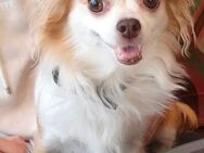 Chihuahua in guten Händen abzugeben - Memmingen