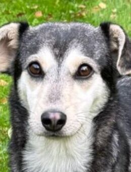 FRITZI-zarte,aufgeschlossene Hündin,43cm - Rösrath